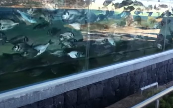 Engenheiro transforma o muro da sua vivenda num aquário gigante Engenheiro transforma o muro da sua vivenda num aquário gigante