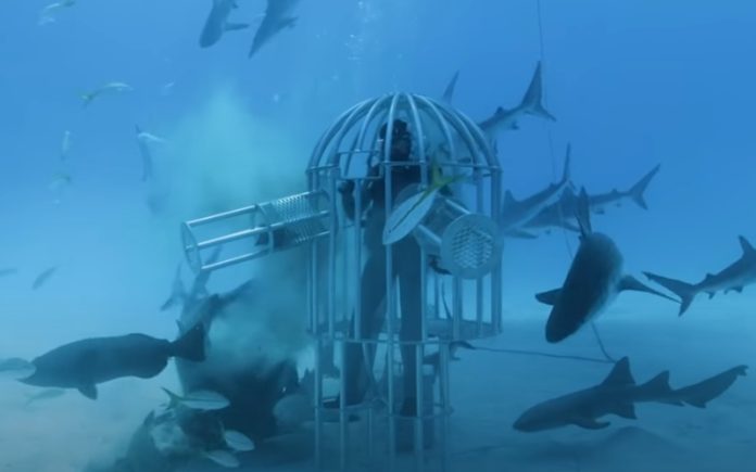 Ex-Engenheiro da Nasa testa se tubarões são mais atraídos por sangue humano ou de peixes