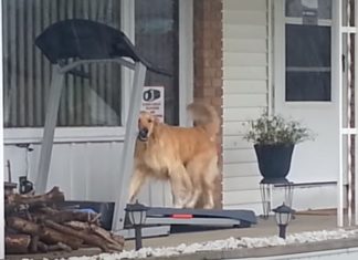 Golden Retriever dá no duro a treinar na passadeira