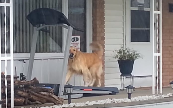 Golden Retriever dá no duro a treinar na passadeira