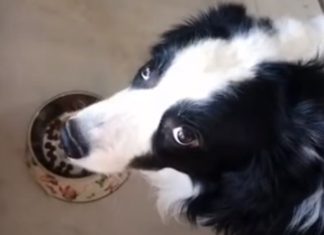 Homem prega partida ao seu cão com comida mas ele não acha piada nenhuma