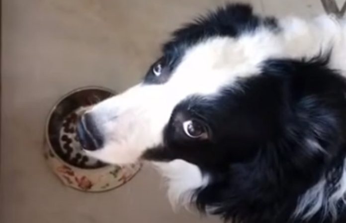Homem prega partida ao seu cão com comida mas ele não acha piada nenhuma Homem prega partida ao seu cão com comida mas ele não acha piada nenhuma