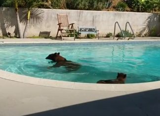 Mãe e filho urso invadem casa todos os dias para tomar banho de piscina