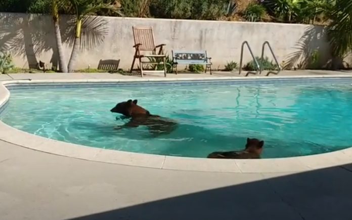 Mãe e filho urso invadem casa todos os dias para tomar banho de piscina Mãe e filho urso invadem casa todos os dias para tomar banho de piscina