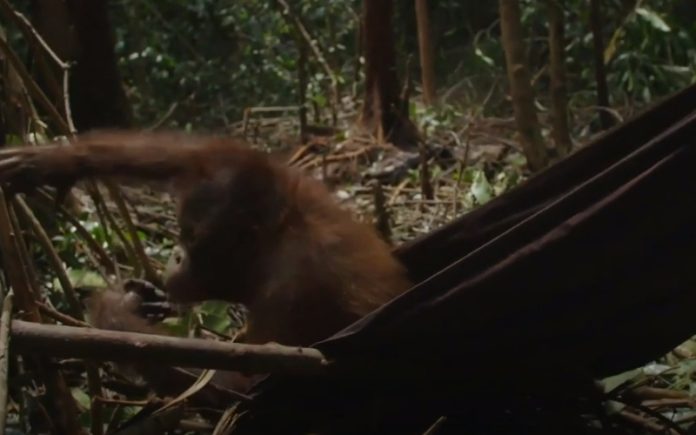Orangotango tenta deitar-se em cama de rede, mas falhou todas as tentativas