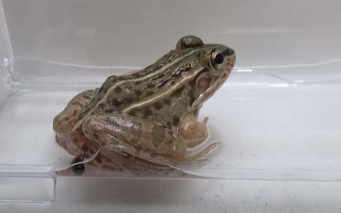 Rã engole um besouro mas este conseguiu escapar das suas entranhas Rã engole um besouro mas este conseguiu escapar das suas entranhas