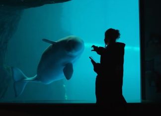 Vídeo mostra momento do nascimento de uma cria de beluga