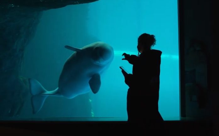 Vídeo mostra momento do nascimento de uma cria de beluga Vídeo mostra momento do nascimento de uma cria de beluga
