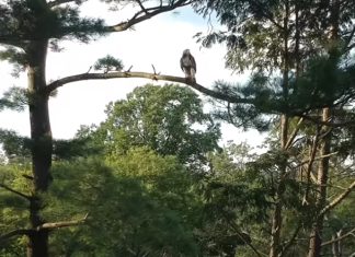 Ave de rapina ataca um drone que se aproximou demais