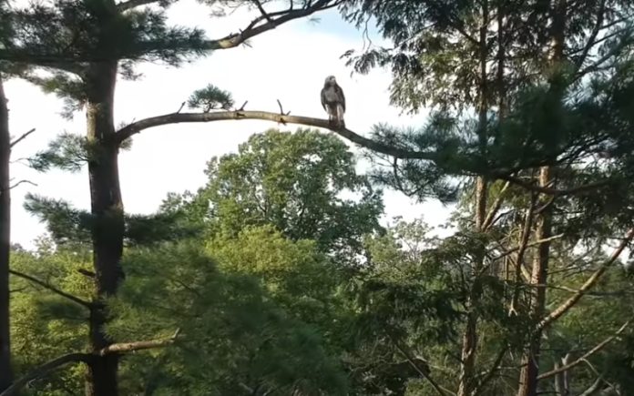 Ave de rapina ataca um drone que se aproximou demais