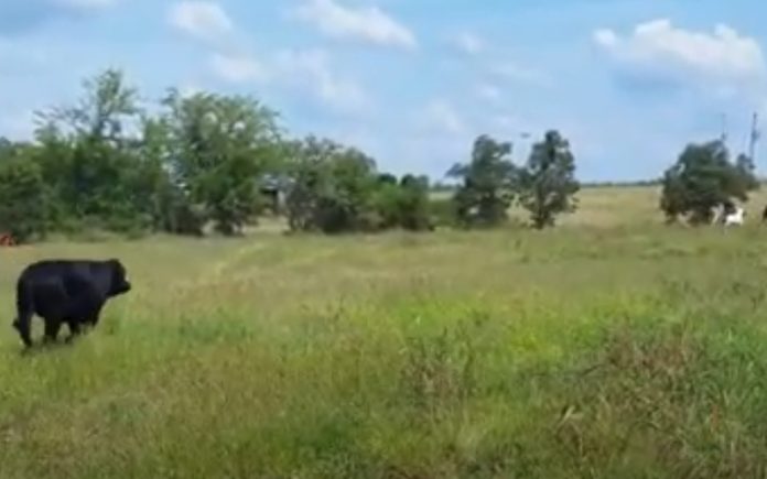 Bezerra brinca com os seus amigos cavalos