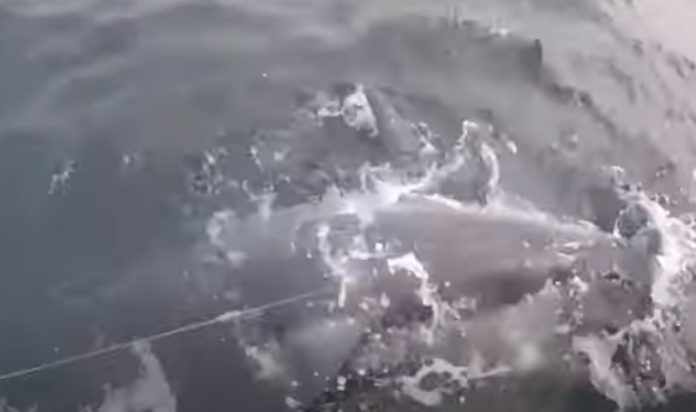 Britânico apanha tubarão enorme mas devolve-o à natureza