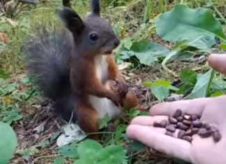 Esquilo faz de estátua quando percebe que estava a ser alimentado por um humano