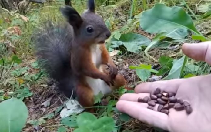 Esquilo faz de estátua quando percebe que estava a ser alimentado por um humano