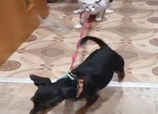 Gato segura na trela do cão com os dentes para ele não fugir