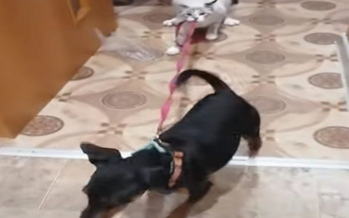 Gato segura na trela do cão com os dentes para ele não fugir Gato segura na trela do cão com os dentes para ele não fugir