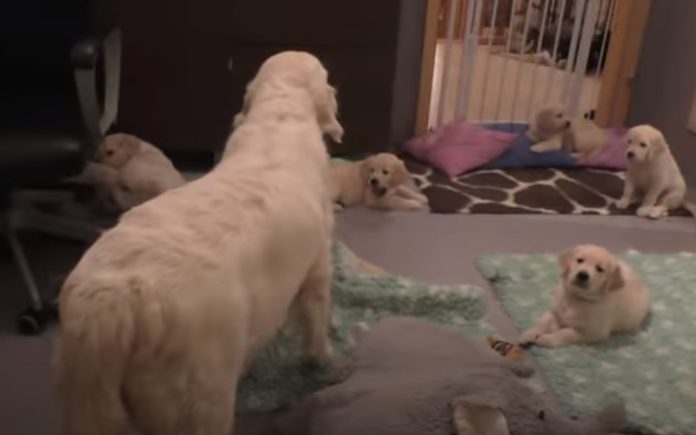 Mãe ensina os seus filhotes cachorros de 8 semanas a ficarem calmos Mãe ensina os seus filhotes cachorros de 8 semanas a ficarem calmos