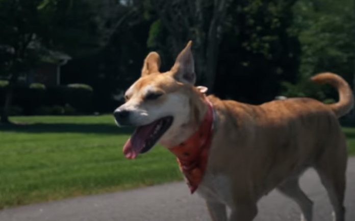 Realizador de Cinema faz curta-metragem sensacional com o seu cão Realizador de Cinema faz curta-metragem sensacional com o seu cão