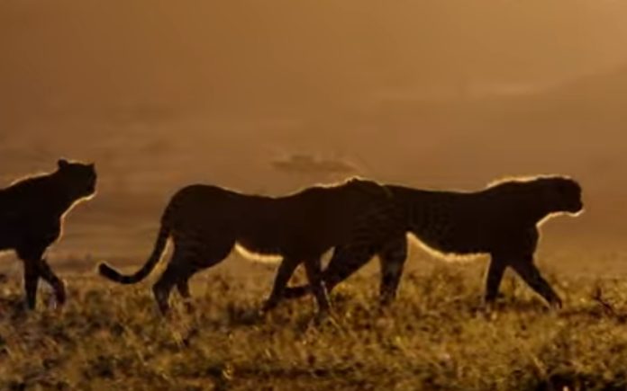 "A Life on our Planet", um documentário da Netflix sobre a Terra que precisamos de ver