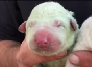 Cachorrinho ficou famoso em Itália por ter nascido verde