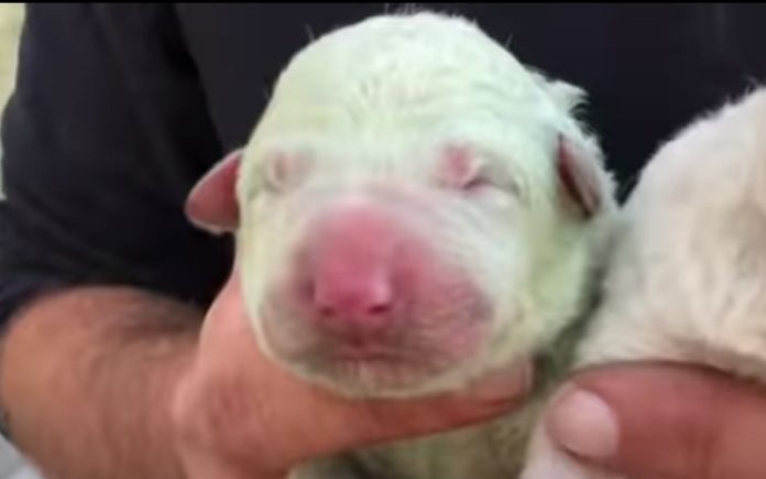 Cachorrinho ficou famoso em Itália por ter nascido verde