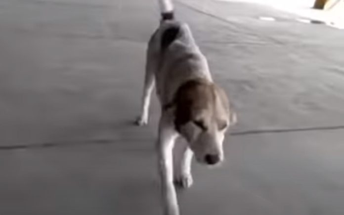 Cão desaparecido há meses chora ao reencontrar o seu dono Cão desaparecido há meses chora ao reencontrar o seu dono