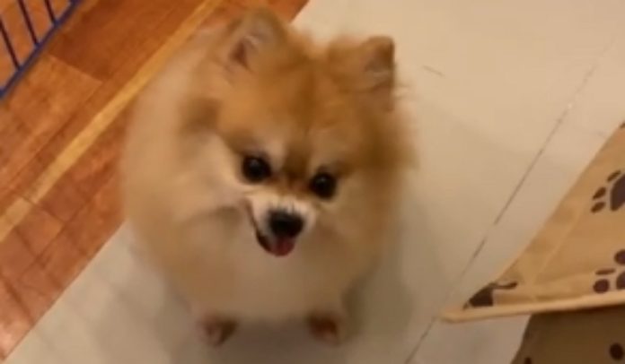 Cão fica irritado com brincadeira que o seu dono faz com a sua ração Cão fica irritado com brincadeira que o seu dono faz com a sua ração