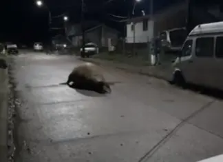 Elefante-marinho regressa ao mar com ajuda da população, depois de se ter perdido nas ruas do Chile Elefante-marinho regressa ao mar com ajuda da população, depois de se ter perdido nas ruas do Chile