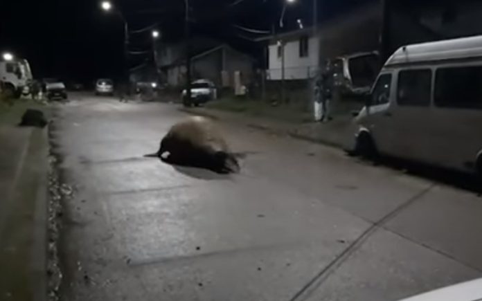 Elefante-marinho regressa ao mar com ajuda da população, depois de se ter perdido nas ruas do Chile Elefante-marinho regressa ao mar com ajuda da população, depois de se ter perdido nas ruas do Chile