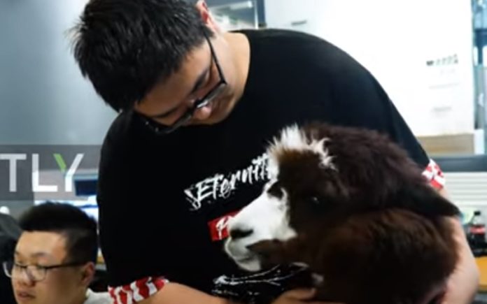 Escritório tem alpaca para acompanhar os funcionários no trabalho Escritório tem alpaca para acompanhar os funcionários no trabalho