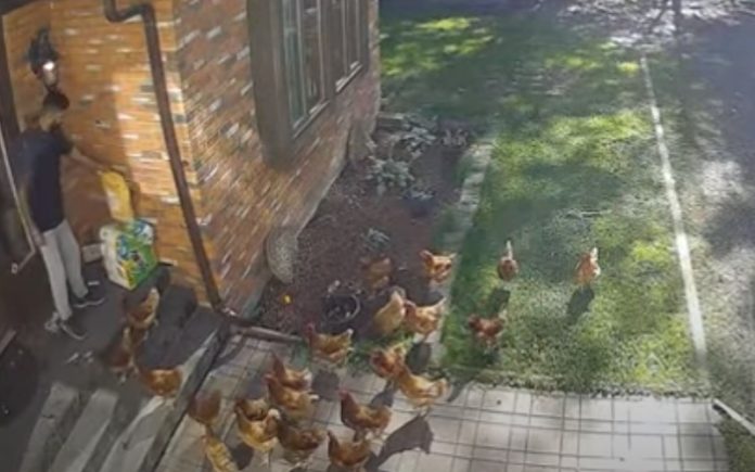 Estafeta é cercado por galinhas enquanto fazia uma entrega Estafeta é cercado por galinhas enquanto fazia uma entrega