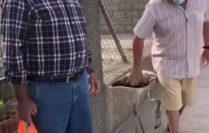 Flamingo mostra todo o amor que sente pelo seu dono Flamingo mostra todo o amor que sente pelo seu dono