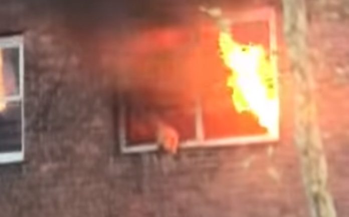 Gato salta da janela de apartamento em chamas para colo de polícias Gato salta da janela de apartamento em chamas para colo de polícias