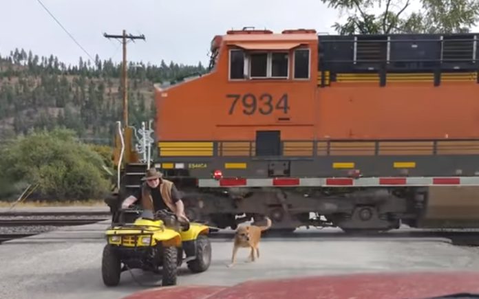 Homem de moto 4 passa a centímetros de comboio com o seu cão Homem de moto 4 passa a centímetros de comboio com o seu cão