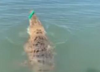 Homem pesca enorme crocodilo na Austrália sem querer