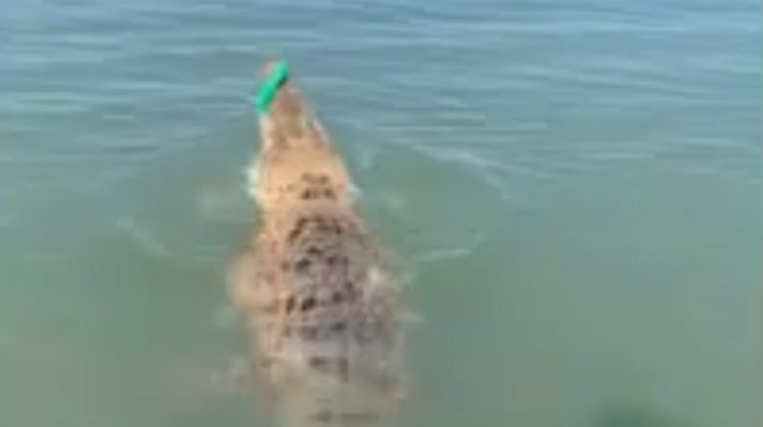 Homem pesca enorme crocodilo na Austrália sem querer Homem pesca enorme crocodilo na Austrália sem querer