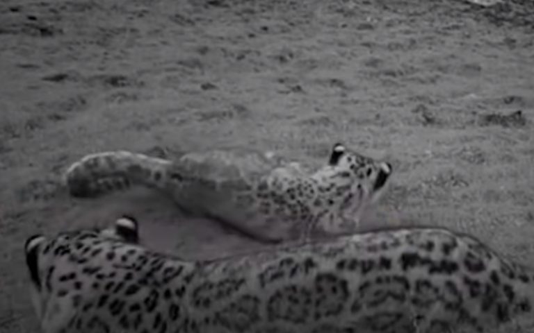 Leoparda brinca com a sua cria quando mais ninguém está a ver