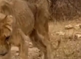 ONG encontra animais em situação muito grave em Zoo na África