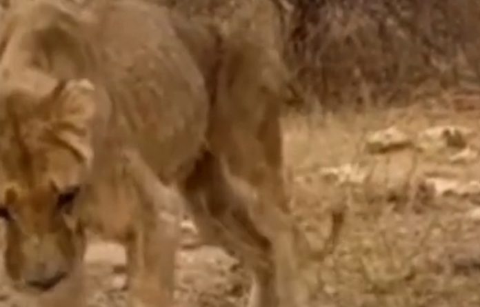 ONG encontra animais em situação muito grave em Zoo na África ONG encontra animais em situação muito grave em Zoo na África