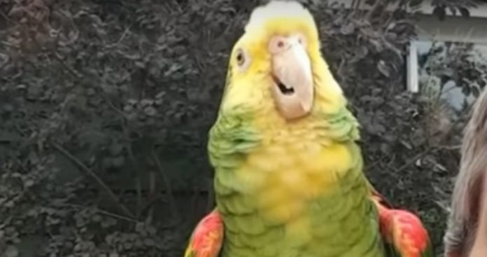 Papagaio torna-se famoso com vídeo a cantar ópera