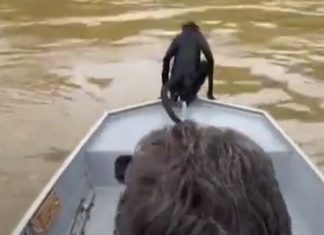 Pescadores salvam macaco que estava em apuros no rio Teles Pires