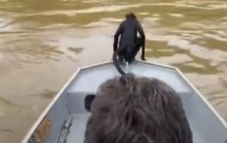 Pescadores salvam macaco que estava em apuros no rio Teles Pires