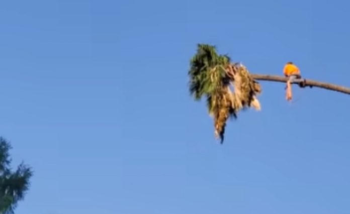 Podador corta palmeira a 30 metros do solo e deixa todos assustados