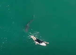 Surfista escapa de um ataque de tubarão por milímetros Surfista escapa de um ataque de tubarão por milímetros