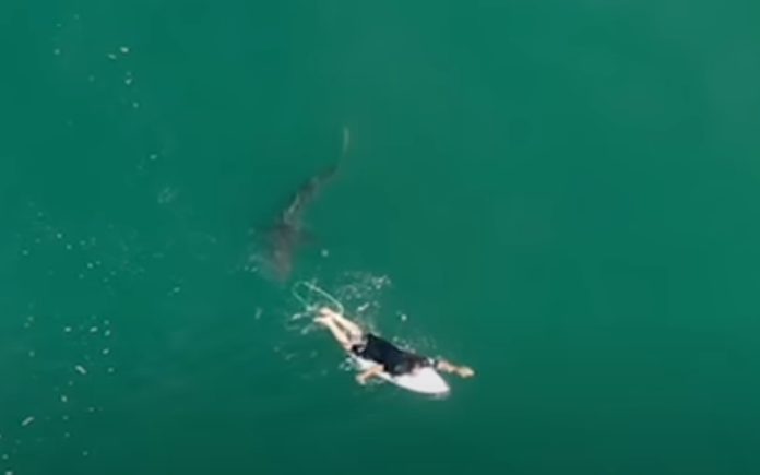 Surfista escapa de um ataque de tubarão por milímetros Surfista escapa de um ataque de tubarão por milímetros