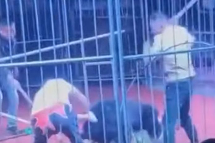 Urso ataca o domador durante espetáculo de circo Urso ataca o domador durante espetáculo de circo