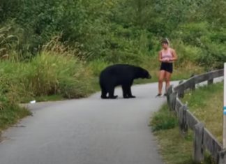 Urso dá palmadinha de motivação a mulher que estava a fazer corrida