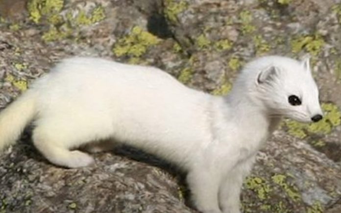 Vídeo mostra alguns dos animais desconhecidos que habitam no Ártico Vídeo mostra alguns dos animais desconhecidos que habitam no Ártico