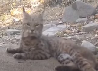 Vídeo mostra-nos técnica de lince para caçar uma serpente