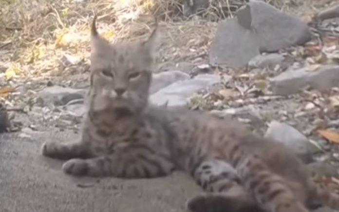 Vídeo mostra-nos técnica de lince para caçar uma serpente Vídeo mostra-nos técnica de lince para caçar uma serpente